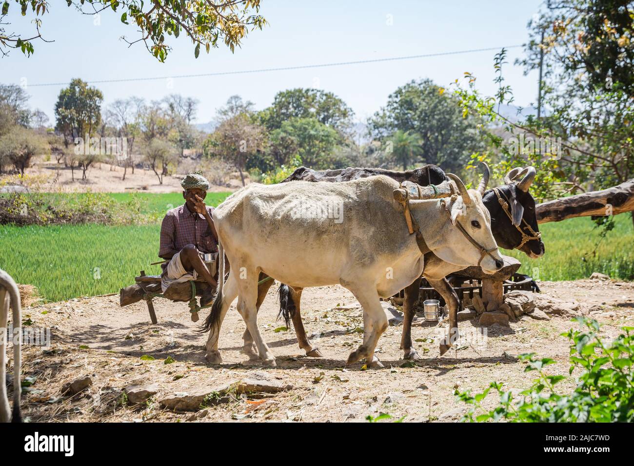 Udaipur, Inde - 06 mars 2017 : Un homme est assis sur une poutre en bois et commande deux taureaux qui marche en cercle et faites tourner la roue de l'irrigation. Banque D'Images