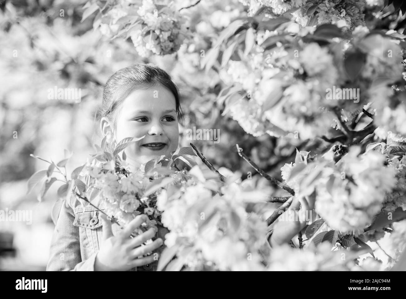 Arbre Sakura en fleurs. Parc et jardin. Petit enfant fille fleur de printemps en fleurs. Profitez de l'odeur de fleur tendre journée ensoleillée. Sakura flower concept. La beauté des fleurs magnifiques. Fond de fleurs de cerisier de fille. Banque D'Images