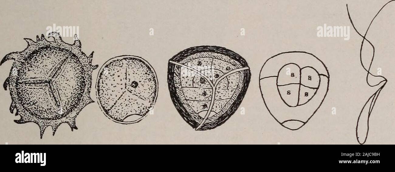 Botanique élémentaire . ruiting spike possède les mêmes feuilles, butthey sont plus courts, et leur arrangement donne à l'épi un aspect à quatre côtés. Nt 111 ww PEU LYCOPODES. 2S7 585. Les sporanges.-Sur l'examen de l'épi de la fructification, nous findas dans lycopodium qu'il n'y a qu'un seul sporange dans theaxil d'une feuille fertile. Mais nous voyons qu'ils sont de deux differentkinds, petits à l'aisselle des feuilles supérieures, et de grandes onesin l'aisselle de quelques-unes des feuilles du bas de la pointe. Le micro-spores sont supportés dans le cas de spores plus petites et l'macrosporesin les plus grands. Donner des chiffres 329-331 t Banque D'Images