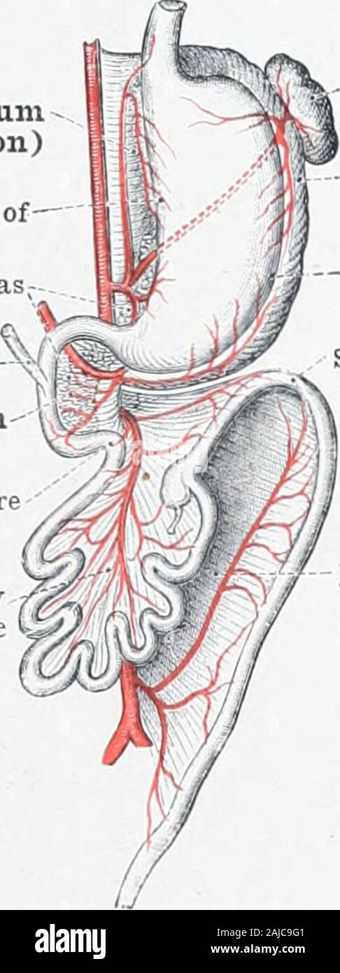 Un atlas de l'anatomie humaine pour les étudiants et les médecins . tery--A. lienalis artère coeliaque (cceliac)axe A. ca ?liaca-A. de l'artère hépatique hepatica -• diiodenojejunalis Flexura flexion de l'angle duodéno-jéjunal artère mésentérique supérieure A. mosentcrica eriorSplenic^suj de flexion le colonFlexura sinistraInferior arteryA mésentérique coli mesenterica inferiorDescending mesocolonMesocdlin desccndens J'iWv&a/Zoo*o/"£/"fcrfJ"&Lt ;-.--l'intestin grêle est . . Dans un premier temps assez court et droit, mais peu à peu s'allonge comme la communication avec les devient de plus en plus contracté, et .oppo^l'attachement de l'ite Banque D'Images