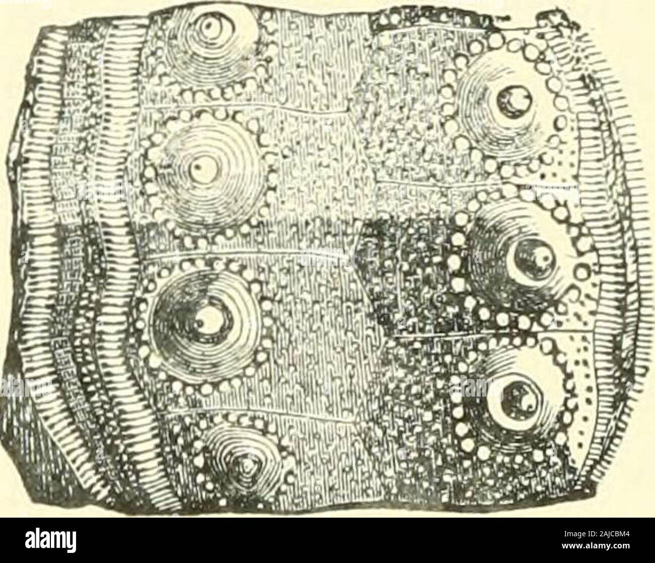 Bulletins de la paléontologie américain . acral étroites zones, et à condition qu'withminute des tubercules en rangs doubles,Fig. 237. et trois par interambnlacral ; près de quatre fois plus large que The EX, et meublé avec de grandes lignes twodistinct tu-bercles primaire, avec environ huit dans une rangée, y compris les plus petits tubercules sur thedisks innerrim ; perforé ; entourant le bacille,lisse ; l', portant de petites épines sous-coordonner, en lui donnant une apparence crénelées ; miliaryzones large, et couvert de petites mémés inégal rapprochés  ; unigeminal poriferous, zones, et séparés par nesyl Banque D'Images
