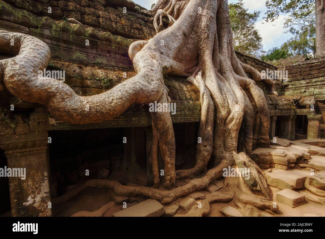 Arbre qui pousse sur les ruines de l'antique temple de Ta Prohm à Angkor, Siem Reap, Cambodge. Banque D'Images