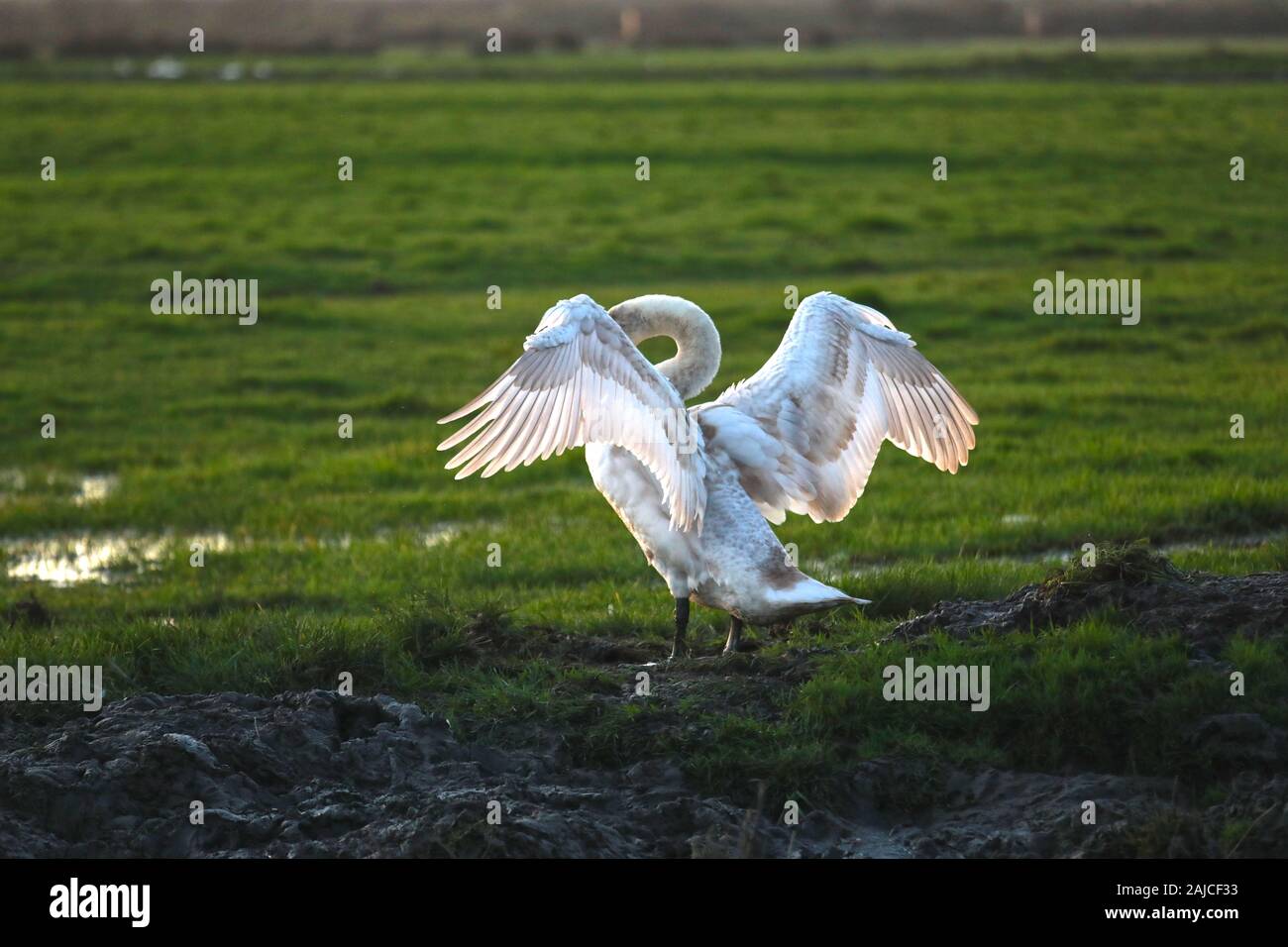 Braunton, North Devon, UK. 3 janvier, 2020. Une famille de six cygnes se nourrissent de Fremington Marsh et se battre les uns avec les autres pour savoir qui est le mâle dominant de la famille Crédit : Natasha Quarmby/Alamy Live News Banque D'Images