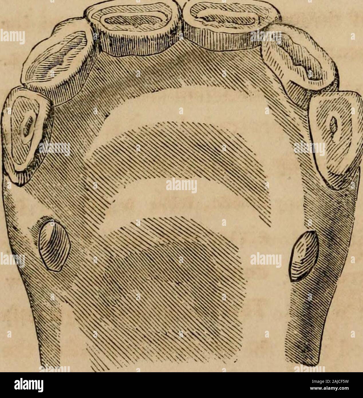 Le cheval et ses maladies : embrasser son histoire et variétés, reproduction et de gestion et les vices ; avec les maladies auxquelles il est soumis, et les solutions les plus adaptées à leur traitement . ex-semblable à celle d'amination déjà décrites. À quatre ans, le centre de nippers sera complètement développée;le bord tranchant un peu usé, et la marque,plus court et large et plus pâle. La paire suivante sera en place, mais ils sont petits, avec wiU marque profondément andifc^^^^j&gt;j{^^&gt ;:ii^&gt;un^ extendino ; tout à fait à travers eux comme dans le annexdcut. L'angle nippers4^f i sera plus grand que le côté de ceux, encore plus petits e Banque D'Images