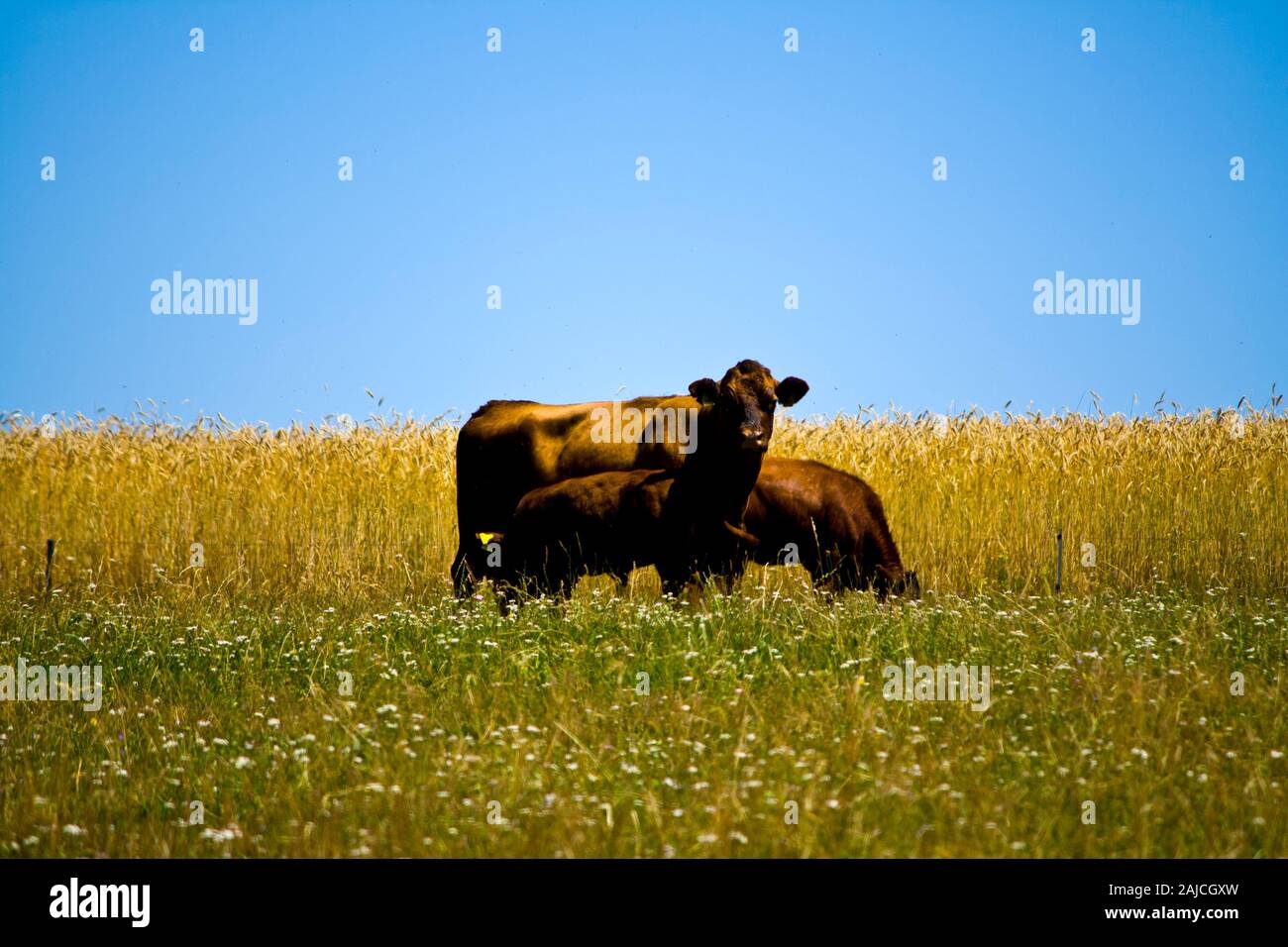 Mère vache avec son veau dans un pré Banque D'Images