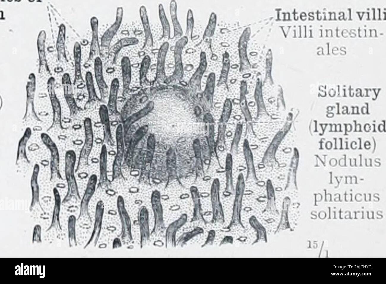 Un atlas de l'anatomie humaine pour les étudiants et les médecins . Agminated les glandes, ou- Peyers Noduli lympliatici aggregati (patches) Ieyeri lympliaticisolitarii Noduli glandes solitaires Fig. 725.-Noduli Lymphatici Aggre-gati, Agminated PeyersPatches, glandes, ou de l'iléon. Les cryptes ou Lieberkuhu Lieberkuhns de follicules (glandes intestinales (Lieberkuehni glandulaire) -villosités intestinales intc Villi-stin-ales. Fig. 726.-muqueuse de l'iléon,avec un gland solitaire (Fol-licle lymphoïde). Racktime digestorius-canal alimentaire. PORTIONS abdominales et pelviennes DE L'appareil digestif des bandes de 443 m* longitudinal Banque D'Images