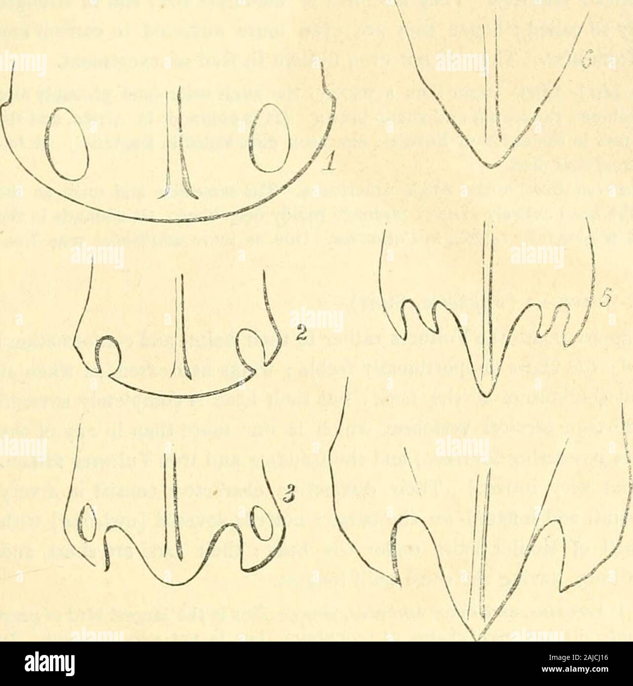 Le règne animal distribué d'après son organisation : la formation d'une histoire naturelle des animaux et d'introduction à l'anatomie comparée . fused es-pèce, vivant dans la région montagneuse de l'ensemble des parties ancien continent. Itsbody dépasse en taille que d'un cygne[peut-être dans le cas de certains hommes-fe. Cet oiseau a été errone-ment a déclaré d'avoir quatorze plumes de queue.* Le plus grand nombre d'thegenus possèdent des caractères.] Le charognard (K. cinereus,Gm.)-le plus largement distribué comme thepreceding [mais moins nombreuses], andstill - plus souvent. Il attaque liv-ing les animaux. [Cette espèce Banque D'Images