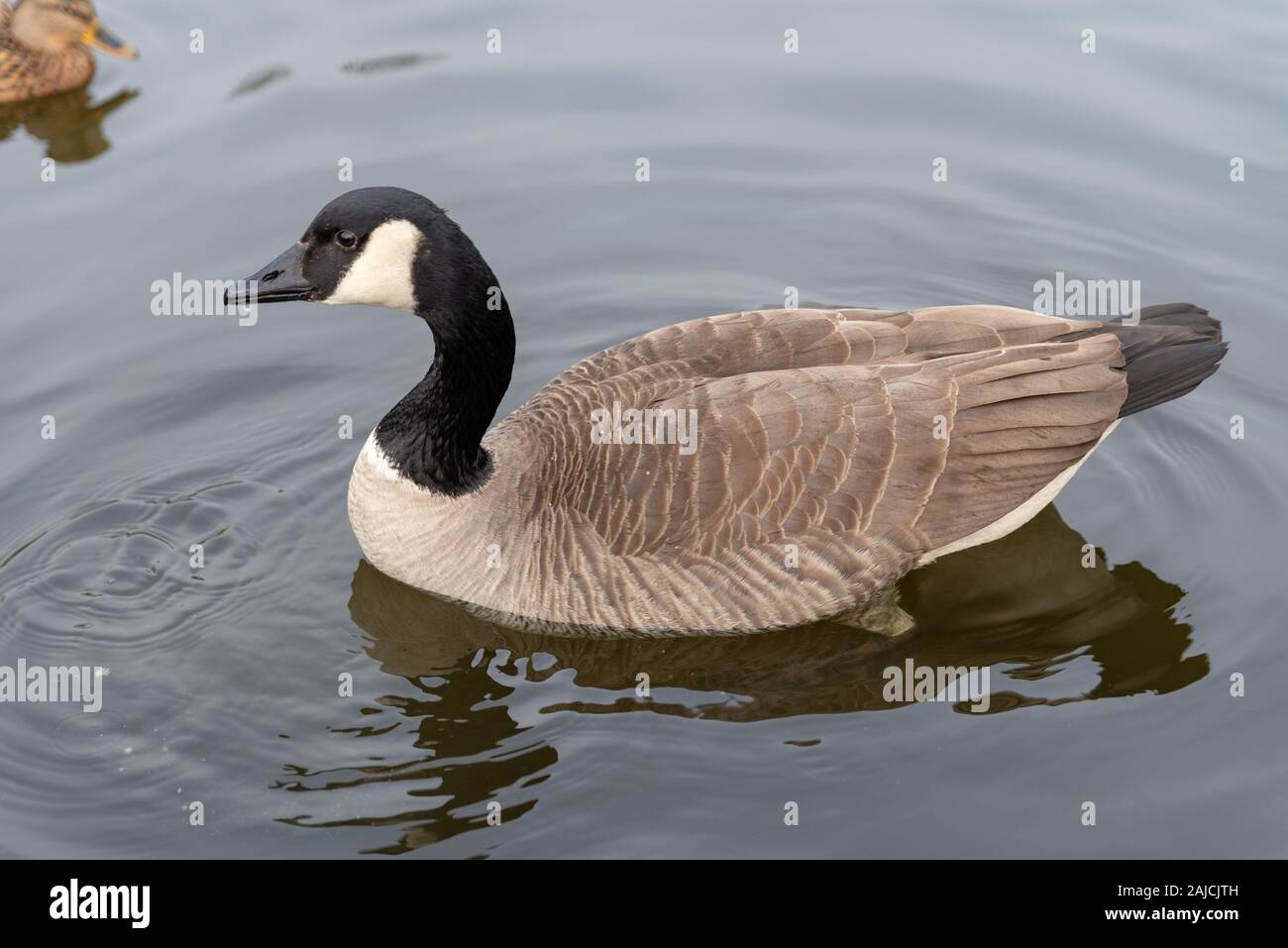 Bernache du Canada, Branta canadensis, natation sur la rivière, à flanc de profil lors d'une journée ensoleillée d'été. Banque D'Images