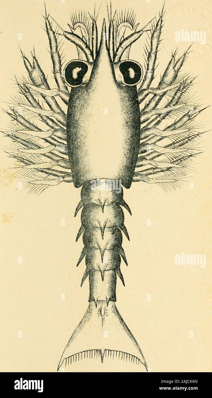 Rapport annuel de la Commission des pêches continentales pour l'Assemblée générale . Un^ CO. XXVII de la plaque. Première étape de la vie du homard par Ph:lip B, Hadley, 1905. Rapport des commissaires des pêches intérieures. 22/ EXPLICATION DES PLANCHES 28 et 29. Deuxième stade larvaire ; longueur, 9,5 mm. ; l'âge, 6 jours. Première antenne : Les endopodites ont augmenté au cours de la moitié de la longueur de l'expopo-thelatterextendnearly ; dites à la fin de la tribune ; légèrement evidencesof la segmentation peut maintenant être observé sur les endopodites et exopo-dites ; les soies olfactives spécialisés sont présents sur la partie distale de l'portionof Banque D'Images