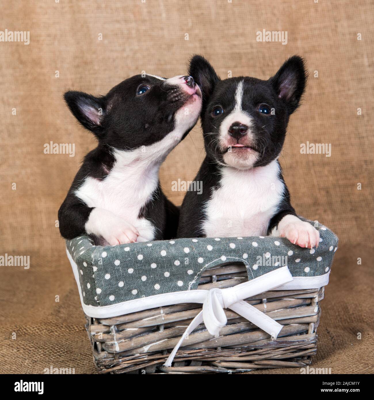 Deux Petits Bebes Chiens Chiots Basenji S Embrassent Photo Stock Alamy