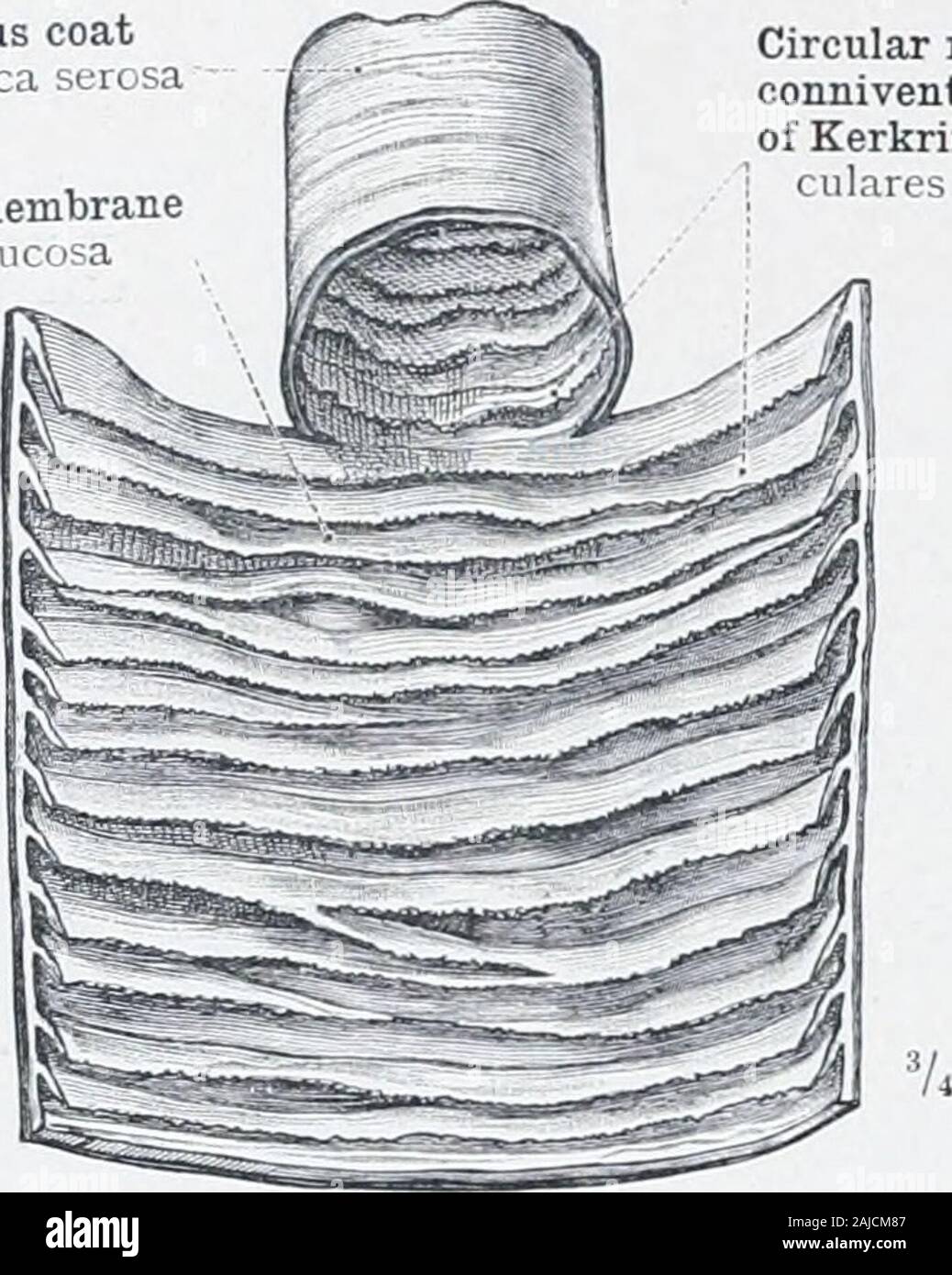 Un atlas de l'anatomie humaine pour les étudiants et les médecins . Queue du pancréas Tanda pancreatisAnterior anteriorBody-frontière Margo du pancréas-Corpus conduit d pancreatisPancreatic WirsungDuctus, ou le conduit de pancreaticus (Wirsungi pancreasCaput) Chef de la pancreatis Uncinate, processus ou ^pancréas de Winslow -/, processus uncinatus (pancréas) Winslowi Fig. 721.-le pancréas, avec ses gaines disséqués, vu de devant. PancreaticDuct, ou le conduit de Wirsung canal pancréatique accessoire ;, ou le conduit de Santorin.  ? Cette partie de la tête du pancréas ihe qui s'étend vers la gauche dans une manière être hke Banque D'Images