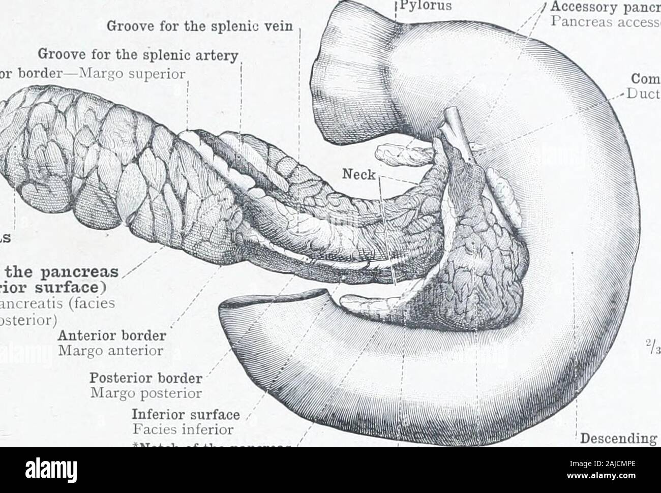 Un atlas de l'anatomie humaine pour les étudiants et les médecins de la muqueuse . glandsof le canal biliaire commun de l'orifice du conduit pancréatique,ou le conduit de Wirsung duodenale (Diverticule Vateri), theduodenal meckel (soi-disant),avec son système particulier de plis- - extrémité inférieure du pli longitudinal, ou caruncula major, du duo- denum- FiG. 719.-Le duodénum ayant été excisée, une incision longitudinale a été faite dans le CCS-likeDilatation, Meckel duodenale (Vateri),^ pour montrer les plis transverses imbriquées dans itsInterior. Incisions longitudinales ont également été réalisés dans la basse Ext Banque D'Images