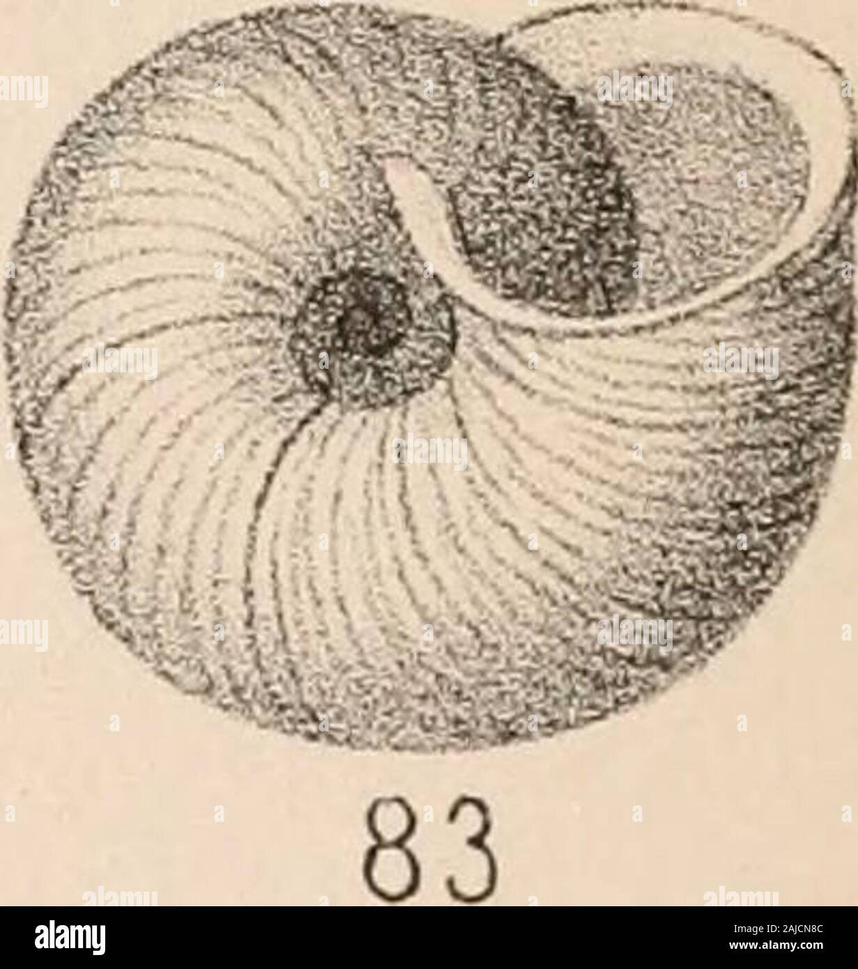 Manuel de conchyliologie, structurelles et systématiques : avec des illustrations de l'espèce . Banque D'Images