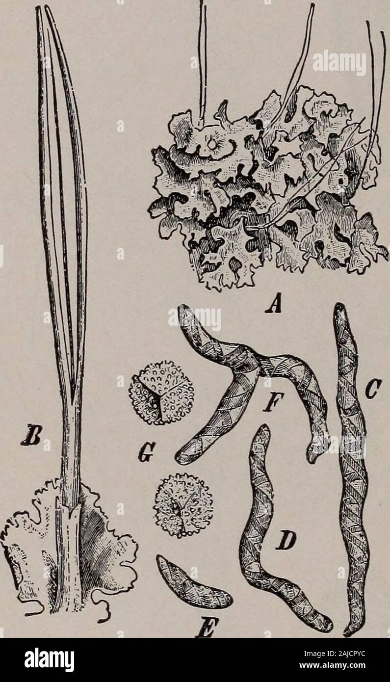 Botanique élémentaire . slightlycurved ry, suggérant la forme d'une minute l'avertisseur sonore. Anthoceros est un des plus commune et largement distribué des espèces. La plante pousse sur dampsoil ou sur de la boue. Anthoceros. 502. Le gamétophyte.-Le gamétophyte est thalloid. Il est fin, télévision à tened, vert, en forme de ruban irrégulièrement et ramifiées. Il se trouve sur le sol et est plus ou moins crisped orwavy ou recourbés, les bords, ou nearlyplane,quelque peu irrégulières et avec minute lobes, ornotches thegrowing, surtout près de la fin de l'embranchement (DA) Monsieur le président général peut être vu infig. 279. Aremuch où les plantes de monde le thalle est m Banque D'Images