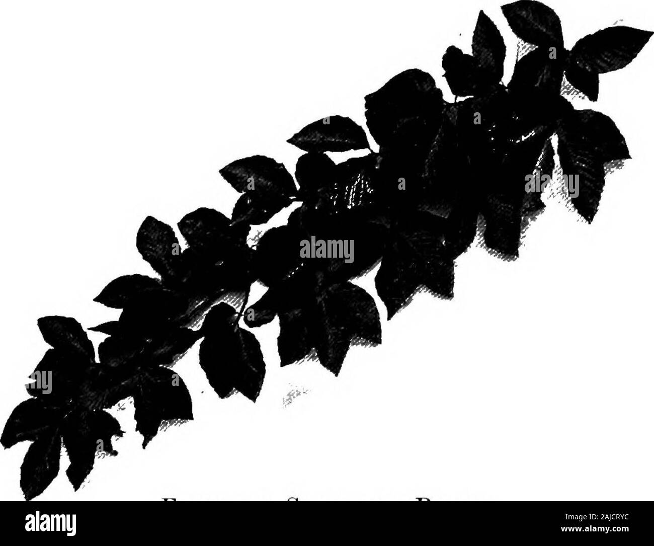 Arbres en prose et poésie ; . e messenger. Sentst et le ramener à moi avec ailes meurtries. Nous ne montrons spiritueux doux pour les yeux. Nous avons jamais demander à un amour sans partage, et celui qui méprise le moins de natures fonctionne est désormais exilé et exclus de tout. Adieu ! Pour tu peux ne jamais me voir plus. La famille hêtre au pied de là-bas, un signe de beechThat ses vieilles racines couronnes fantastique si élevé - Thomas Gray. 129 dans l'OMBRE DE LA MADISON J. CAWEIW HÊTRES dans l'ombre de l'hêtres, où les nombreuses fleurs sauvages fleurissent,où le silence les pleachesGreen un toit de parfum cool,avez-vous senti Banque D'Images