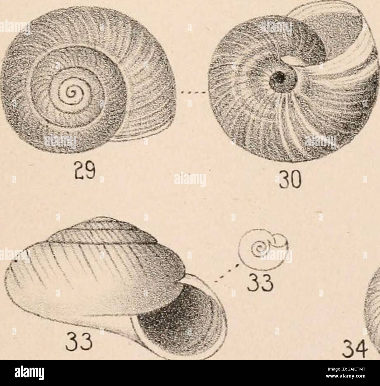 Manuel de conchyliologie, structurelles et systématiques : avec des illustrations de l'espèce . Banque D'Images