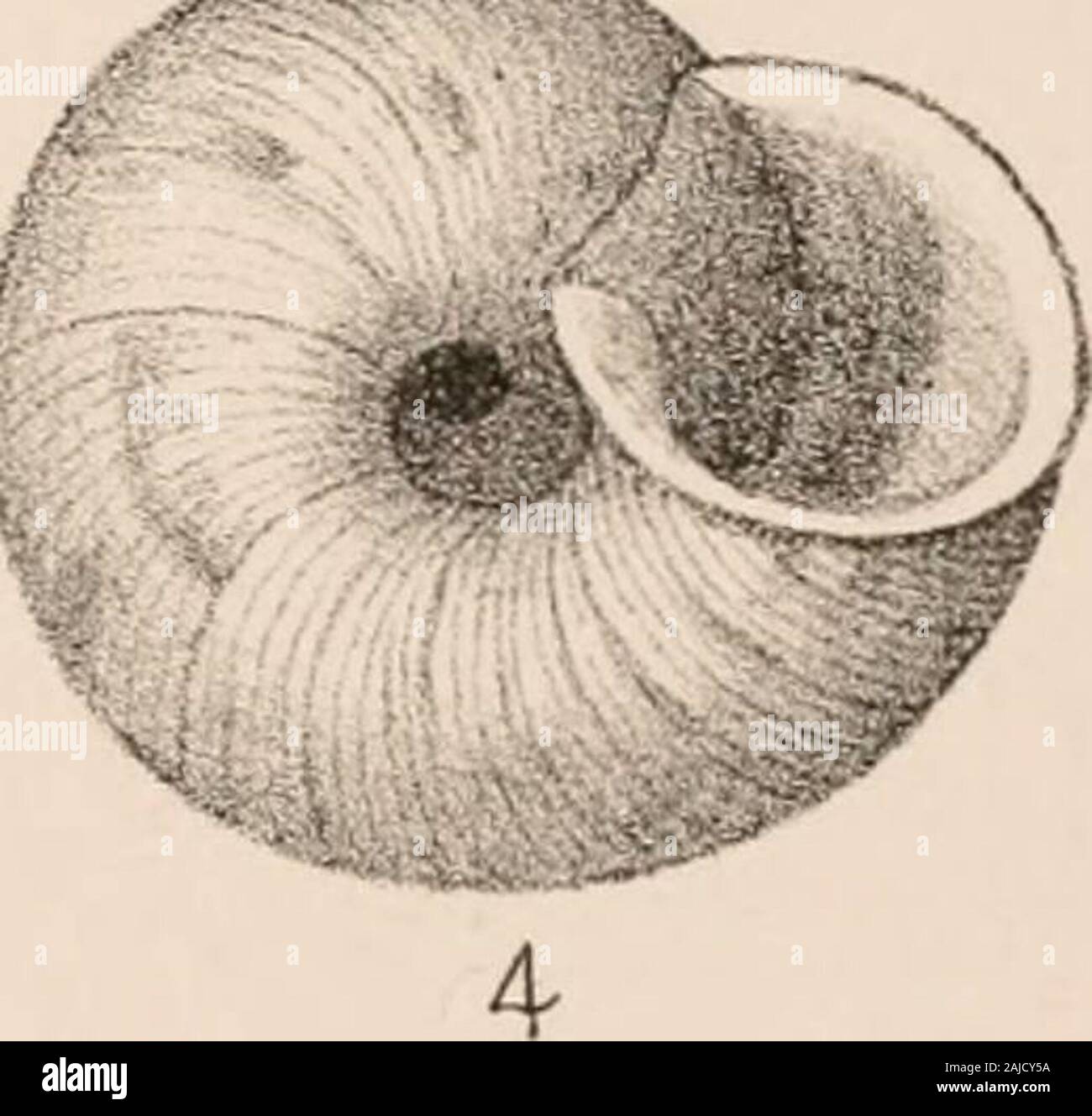 Manuel de conchyliologie, structurelles et systématiques : avec des illustrations de l'espèce . Banque D'Images