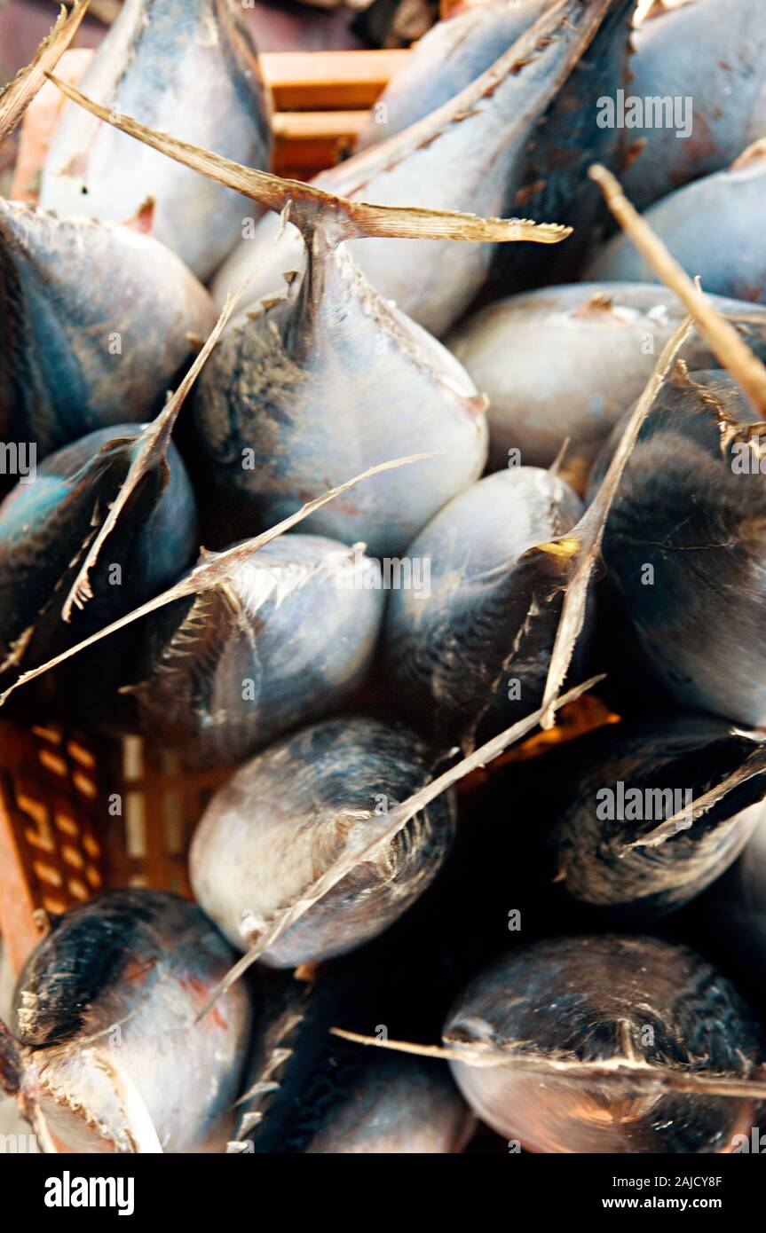Prise de poisson de thon en Amérique du Sud Banque D'Images
