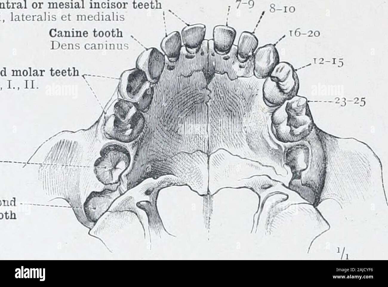Un atlas de l'anatomie humaine pour les étudiants et les médecins . Central supérieur ou inférieur Deuxième mésiale pre-Dens incisive molaire ou inci- sivus bicuspides, superior medialis - dents Dens molaris pr/E- moins II. La deuxième molaire ou pré-bicuspidtooth^ - Dens molaris pr-supérieur II. Pulp-cavité Cavum dentis tubercules ou cuspsof corotiic • la couronne Tubercula denti ; première dent supérieure /imolar-Dens molarissuperior I. Fig. 694-Pulp-Cavity Pulp-Canal. et comme vu dans les dents divisé longitudinalement. ^^ également connu = meules ou multicuspids. - Voir note - à la p. 426. Dentes-dents. 54-2428 ET DU COL DE L'encéphale des P Banque D'Images