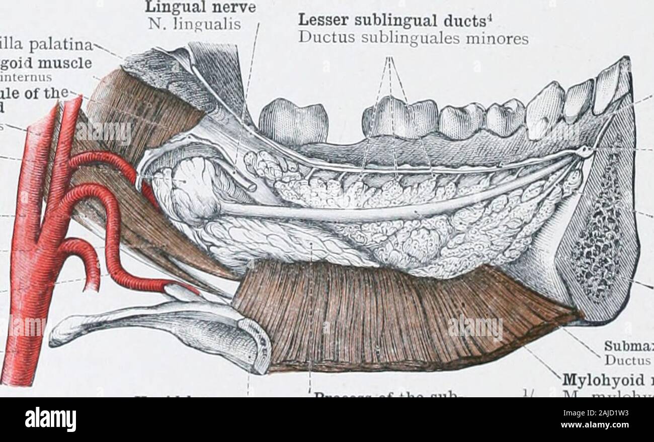 Un atlas de l'anatomie humaine pour les étudiants et les médecins . Les masséters muscleFacial-V. veine antérieure facialis.- ^l'artère faciale- externaDigastric muscleM A. maxillaris. digastricusSubmaxillary Glandulasubiiiaxillaris glande veine faciale commune- comnumis Superiicial facialis V. couche du fascia cervical profond c/ Miperlkialis Lamina.t clli couche profonde du fascia cervical profond profunda Lamina ; colliSternohyoid muscleM fascia. sternohyoideus français d'anatomistes sont qualifiés d'^ antérieure avec l'andI division antérieure de l'temporomaxillary Fig. 686.-Glandula femelles, la glande parotide ; Glandula Sub.m Banque D'Images