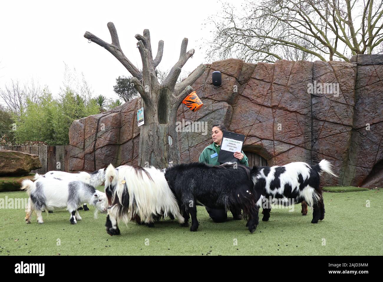 Chèvres pygmées au zoo de Londres . Bilan Annuel 2 Janvier 2020 . Les gardiens ont fait face à la tâche difficile de faire monter chaque mammifère, oiseau, reptile, poisson et invertébrés au zoo, Le Goat Pygmy est une race de chèvre achondrplastic. Il est petit, compact et bas construit . comme le Dwarf nigérian , il dérive du groupe nain ouest-africain de races de l'Afrique de l'Ouest .. Banque D'Images