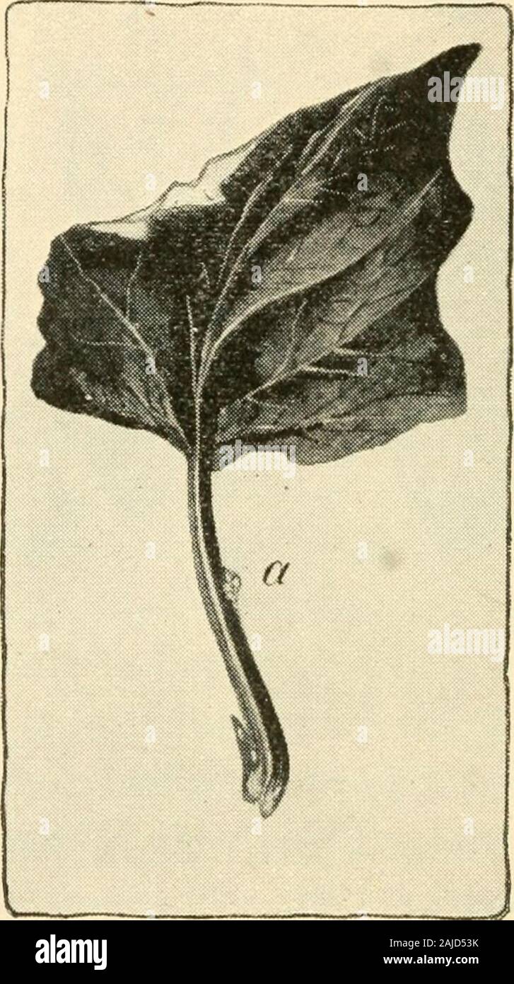 La nouvelle culture de la rhubarbe ; le guide complet de la force sombre et le champ de la culture, la façon de préparer et d'utiliser la rhubarbe . à préférer jeter ses œufs sur le flowerstalks du dock jaune, et si le dock ])lants dans theneighborhood sont détruits et l'rhubarl) pas autorisépour développer son pédoncule le nombre d'œufs whichhatch sera très fortement réduite. Le otherremedy est pratiqué seulement à récupérer et à détruire le beetleswhenever remarqué. Si la station d'jdants sont relativement complets-ly éliminés, les insectes ne^ pas très sérieux dam-âge. Une illustration montre l'aspect d'une partiedu w tiges Banque D'Images