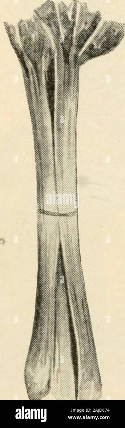 La nouvelle culture de la rhubarbe ; le guide complet de la force sombre et le champ de la culture, la façon de préparer et d'utiliser la rhubarbe . Ok tiges Victoria. voulu par canners, qui, comme le grand public, appearto la rhubarbe juge par la taille seulement. Victoria.-La norme pour la mi-saison, la récolte est VARIÉTÉS ET GARE DE TESTS. 105 l'ancienne Victoria. Il s'agit d'une semaine plus tard que Linnseusand environ une semaine plus tôt que les variétés de mannnoth.tiges sont grandes et de belle apparence. Leur couleur et isbright filjer est claire, le crisp et tendres, withplenty de jus, et le goût est excellent. La plupart peuvent-ners et vignerons pr Banque D'Images