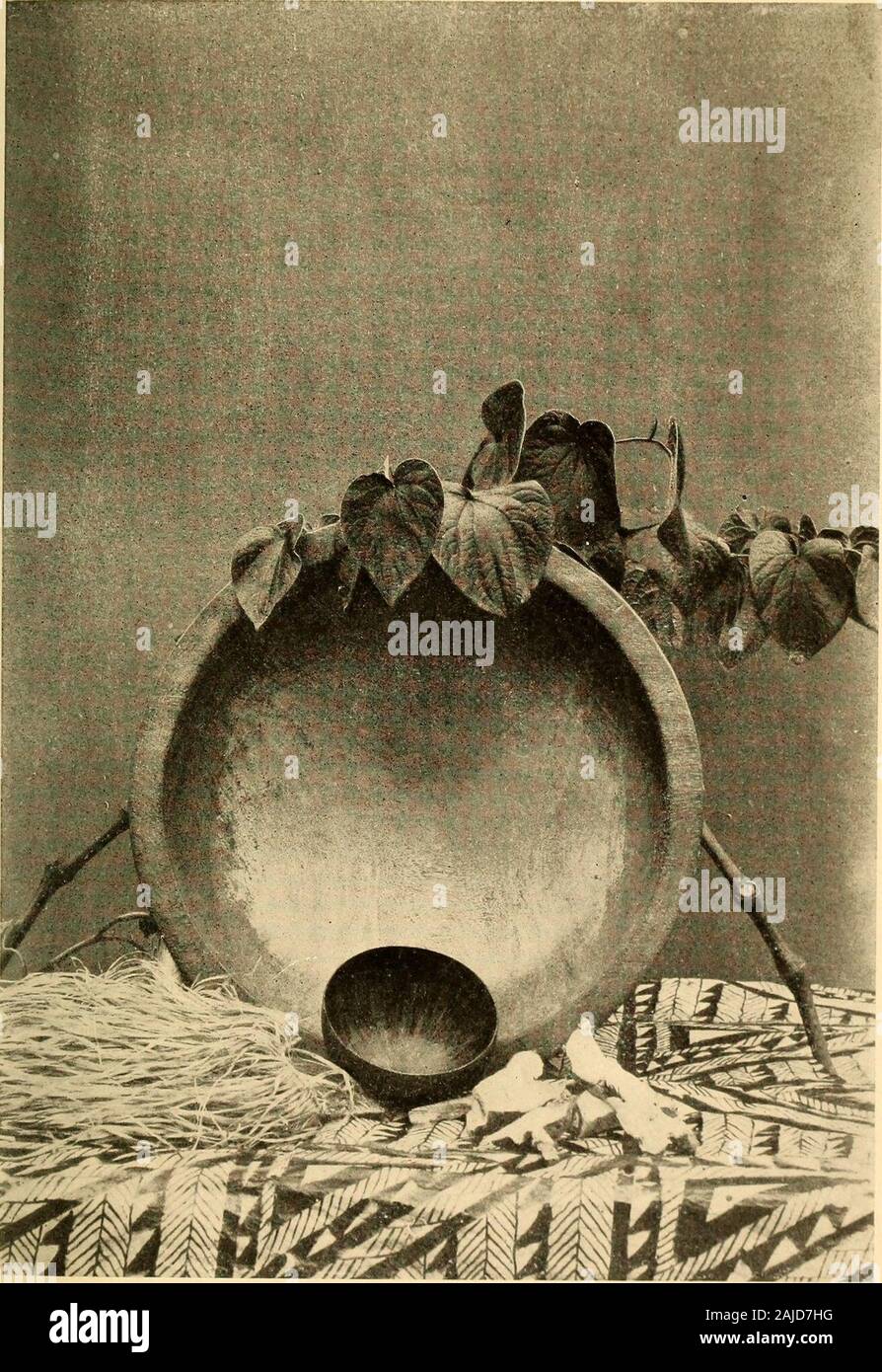 Samoa 'uma, où la vie est différente . qui était un famouswrestler. Lefanonga andbrought la plante sauvage apprivoisé la première de kava hommes, avec theknowledge de la manière de l'utiliser. Dans d'autres parties de l'histoire thearchipelago s'exécute qu'un fils du Roi mourant ofFiji a donné son buryhis les commandes qu'ils devraient, et corps devrait s'occuper de ce qui pourrait se développer à hishead et à ses pieds. À la tête de la kava germées,au pied de la canne à sucre. Un rat est venu le long andnibbled au kava et tournoyait, il grignota à thesugar canne et récupérés. Les hommes ainsi appris l'utilisation du kava. À partir de la grave lads il a été i Banque D'Images