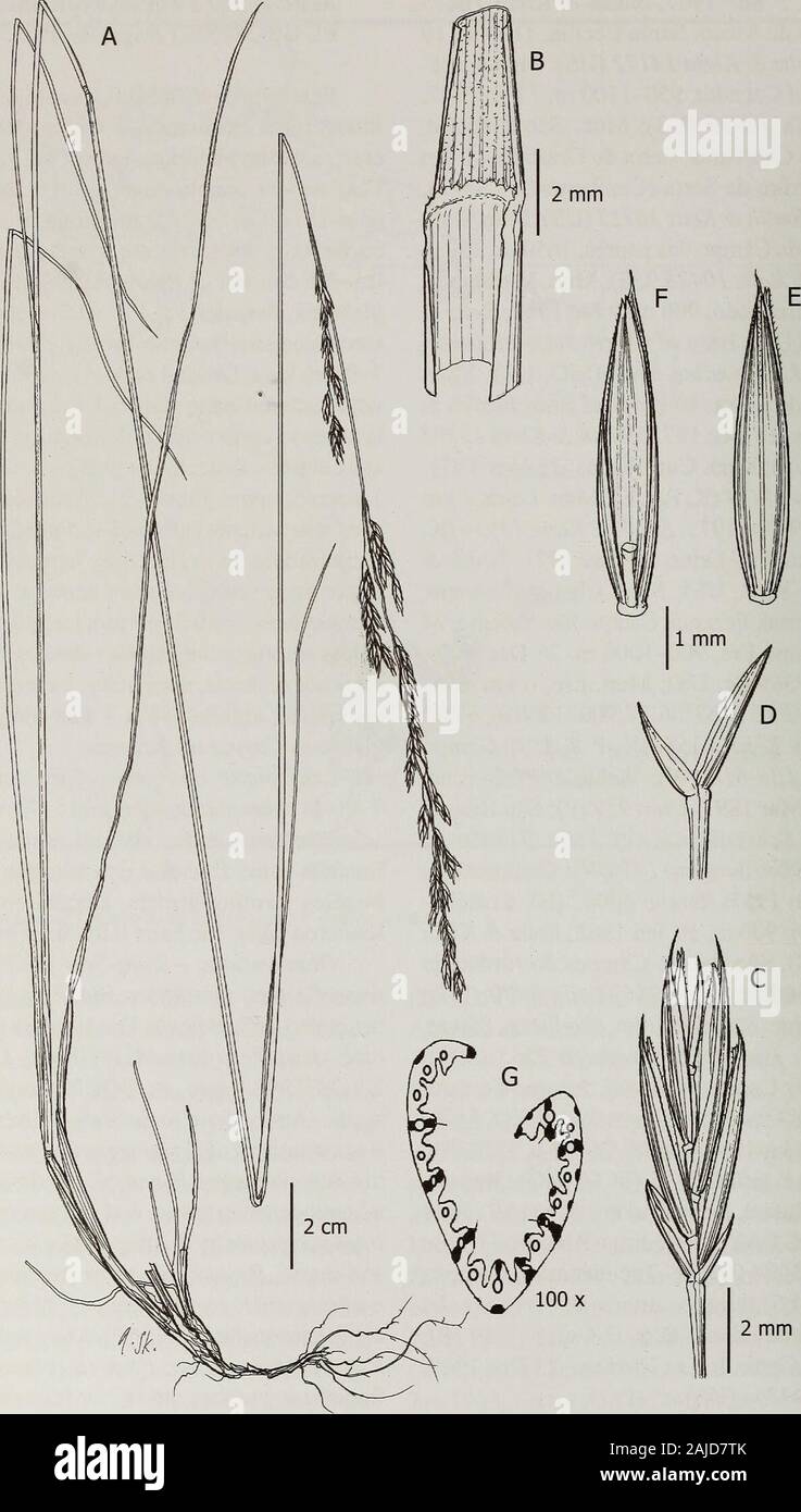 Les contributions de l'United States National Herbarium . ora Steud., un nom. nud., asbelonging à F andicola. L'examen de l'voucherof F dissitiflora installé au-NOUS {W. Lechler 1829,-2875397 fragm. ex GOET !) confirme qu'thisspecies n'a rien à voir avec F andicola et qu'est un synonyme de F rigescens (J. Presl) Kunth. Sa-torically, le nom F andicola avait été appliquée à un groupe hétérogène, et ce groupe a été dividedinto deux espèces par Stancik (2003) où un nouveau nom soukupii typeand, F, ont été désignés. Soukupii Festucaandicola et F. sont morphologiquement similarto s vénézuélien Banque D'Images
