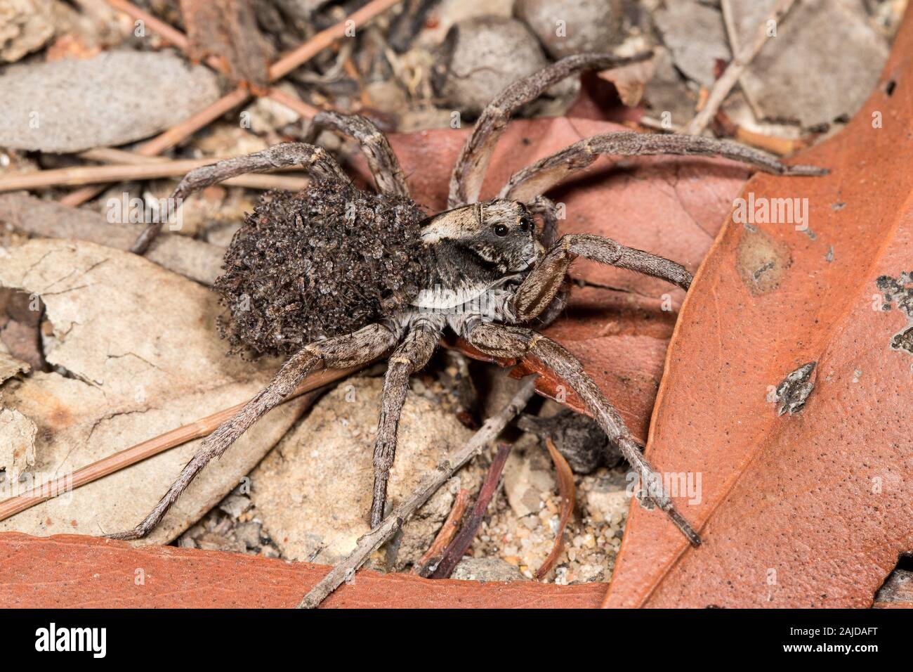 Araignees Araignees Bebe Transportant Sur Son Dos Photo Stock Alamy