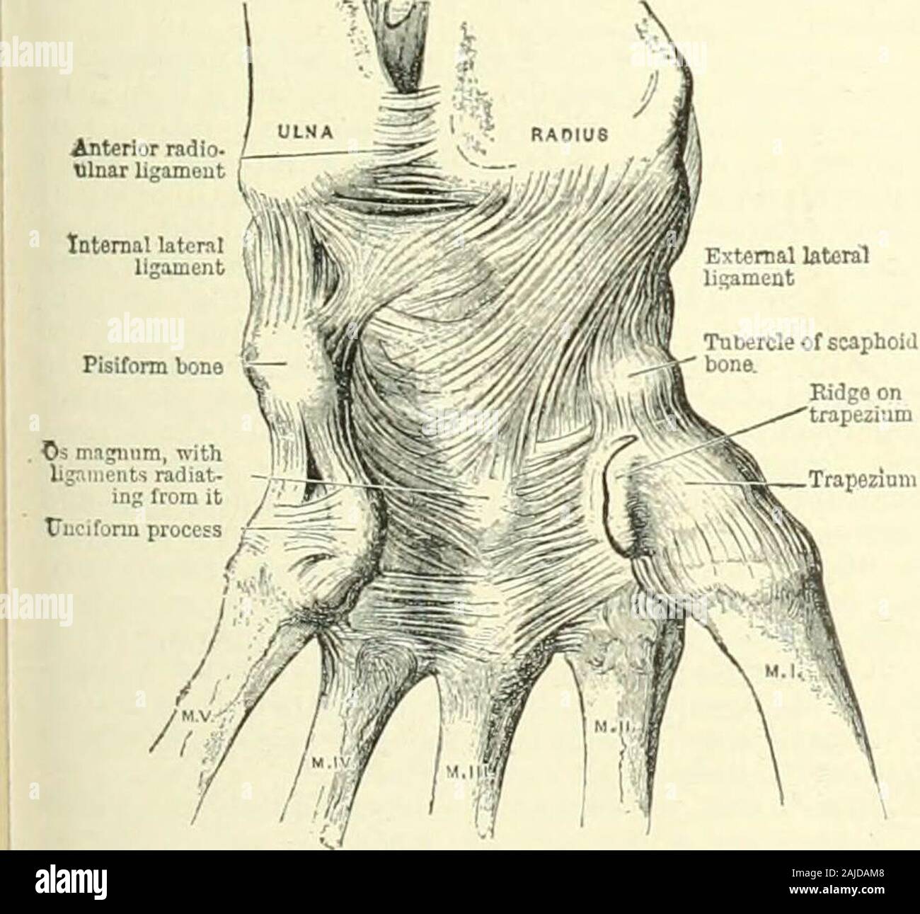 Un manuel de référence de la médecine qui englobe l'ensemble des connaissances scientifiques et pratiques de la médecine et de la science alliée . s, comme les tendons de la forte whichpass sur elle, ont tendance à prote&lt;tt il, et de le rendre au sametime flexible. Un bref examen de l'extrémité inférieure du radius indique que sa face dorsale est deeplygrooved les tendons extenseurs pour le passage en everydirection qui sur le dos de la main. Ils sont boundclosely dans leurs gorges par une bande intense d'fasciacalled la face postérieure du ligament annulaire, qui a ainsi atteint, pour ainsi dire, un des plus puissants protectingl Banque D'Images