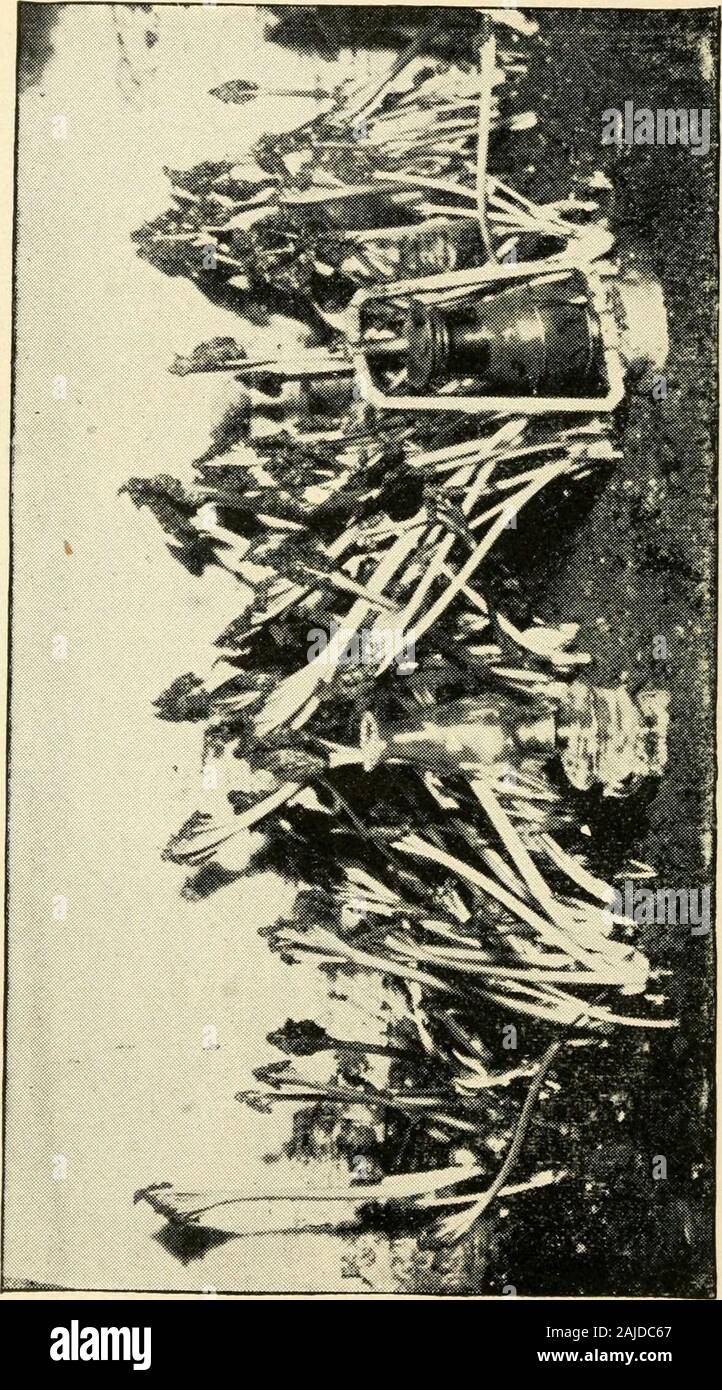La nouvelle culture de la rhubarbe ; le guide complet de la force sombre et le champ de la culture, la façon de préparer et d'utiliser la rhubarbe . la commodité de travail sera dans proportionsof un à trois ou quatre. Construire les côtés au-dessus des poteaux, terre en pratique (de toute taille) à la hauteur nécessaire,et pour la hauteur du toit, couper l'extrémité des poteaux, et tirer plus court eachtime dans le côté polonais suffisamment pour faire thelap aux coins. Raccourcir les pôles en fonction de theirsize, et la hauteur de l'immeuble, grande poleswould ont besoin d'être plus court que les petites, afin de toavoid hauteur inutiles. Il est préférable de jeter jusqu'thesides Banque D'Images