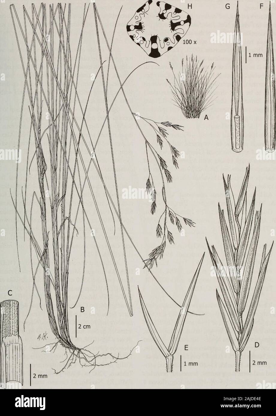 Les contributions de l'United States National Herbarium . reen, position abaxiale glabre.panicules 15-20 x 2-5 cm, pendentif, flexueux, elon- gate, branches ramifiées ; scabreuses finement. Épillets13-15 mm de long, étroitement lancéolées, fleurons 5-7;l'épillet pilose ; glumes 3.7-7 mm, long narrowlylanceolate, violacés, à membraneux coriáceas, faiblement scabres, apex pointu ; 3.7-4 glume inférieure à 2,7 mm, 1 -nerved ; glumes supérieur de 5-7 mm de long,3-nerved ; 9,5-10 mm de long, lemmes coriaces, lancéolées, membranousto 5-nerved, violacés, papil-perdre, apex mucroné, entier ou peu, theawn 0,5-1 mm, longerons de cal Banque D'Images