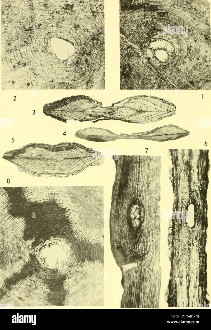 Bulletins de la paléontologie américain . * :/ ^^t*4c. Bull. Amer. Paleont., 56.. Pseudophracminids éocène : Cole 51 Explication de la Planche 8 La figure page 1, 2, Chiffres 6 à 8. x 40 x 12,5 ; 3-5, 1-8. (Pseudophragmina Athecocyclina) atlantica (1967) 10, 13, 25, 26, 27, 28 1,2,8. Parties de c(|ual()rial sections. 1. Spctinicn idcntiticcl PiolxitocycUua perkiusi asPseudoplnaginiiui () (Vaughan) byCole {à Cole et ap|)Lin, 1964, p. 28). 2. La fin D. Spécimen identifiéspar VV. (Iravcll comme cette espèce. 8. OfDiscocycUna cloptoiii topotype Vaughan. 3-5. Des sections verticales de topo-types avec slitlike cavi Banque D'Images