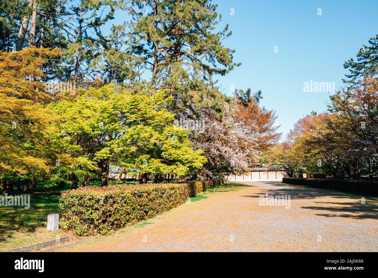 Jardin National de Kyoto Gyoen au printemps au Japon Banque D'Images