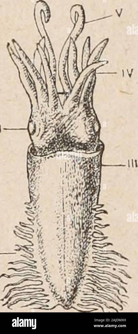 Introduction à l'étude des mollusques . es Oclopodes ilny, un plus, à proprement you parler, de coquille interne. Cirroteuthispossède encore une petite pièce médiane, eiOctopus styletslatéraux, deux petits servant à linsertion des muscles rétracteurs de la tète et delentonnoir. La femelle de Argonauta porte une coquilleexterne secondaire, entourant le manteau etformée (après léclosion only) par lextrémitépalmée des deux bras dorsaux (^). Dans la plupart des céphalopodes Décapodes à coquilleintérieure (lesOctopodes Cirroteuthis, et parmi), des expansions latérales symétriquesdu constitution manteau Banque D'Images