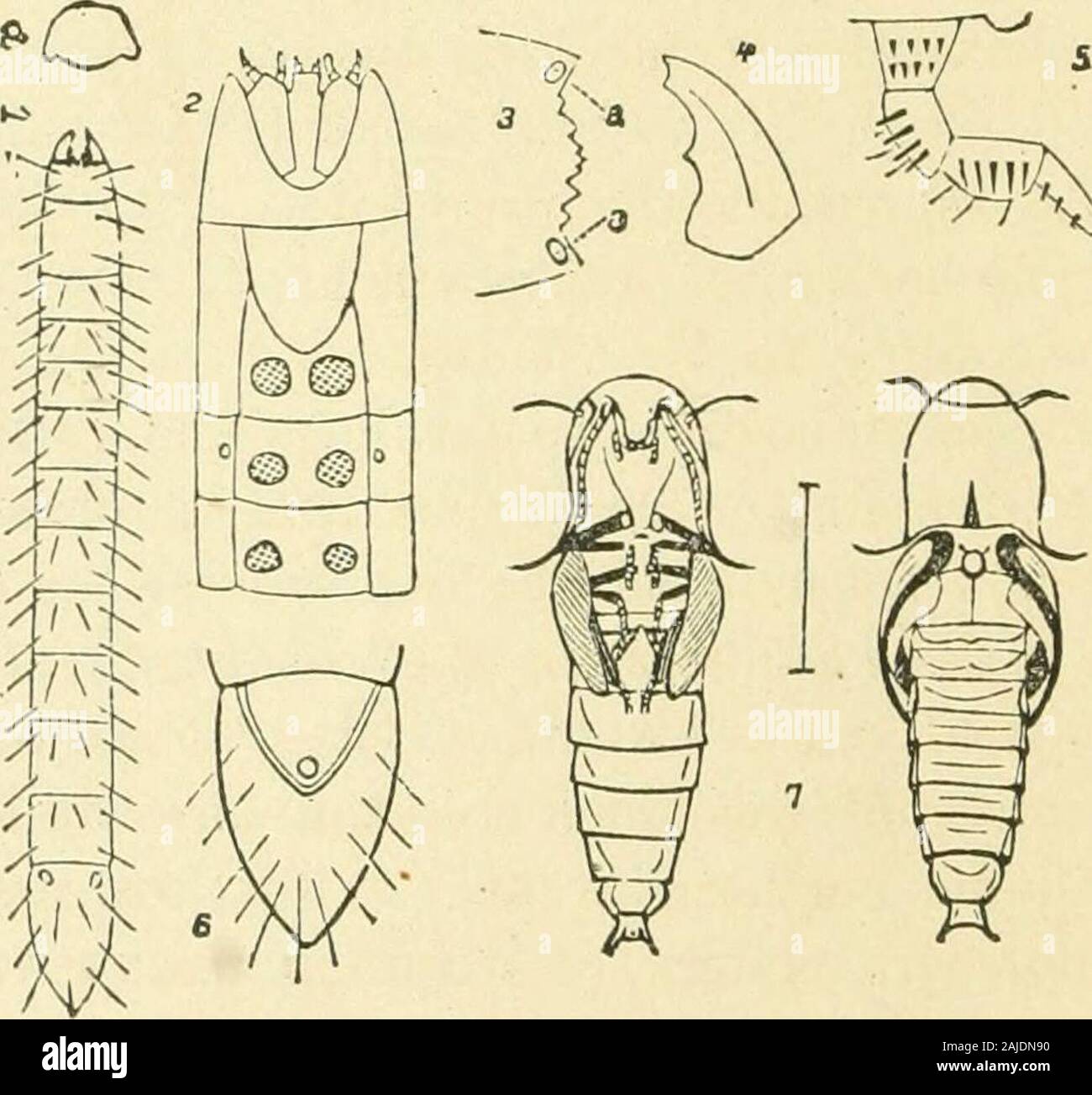 La moitié des heures avec insectes .^ gardensis gue en ver fil. Il est omnivore dans ses goûts, l'alimentation sur les racines des céréales, gazon, de diverses fleurs et vegeta-bles, et, dans certains cas, attaquer les fruits et les fleurs. Theyoccur dans toutes sortes d'endroits, mais avec plus d'abondance d'autre tlian-où sous l'écorce des arbres et les souches, où ils sur la deca3ing wood et donc ne sont pas nuisibles. Nous havebetween un et deux cents espèces dans ce pays. La 25 demi-HOUES 2G AVEC ESTSECTS. [Packaud. graphique d'accompagnement * (12) extrait du rapport de l'En-tomological Society of Ontario, Canada, pour 1871, re Banque D'Images