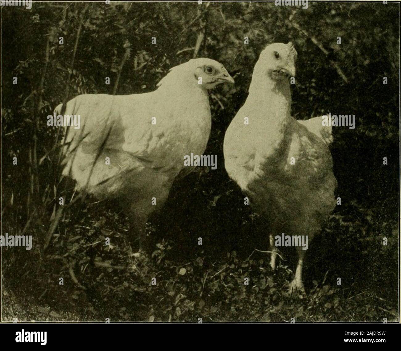 L'aviculture réussie : un manuel pour le débutant et pour toutes les personnes intéressées à mieux et plus de volaille--contient le succès de 'Secrets' à la fois pour le plaisir et profit--nouveau et précieux renseignements sur toutes les branches de l'entreprise avicole . k. Les deux rendez-liand dans liand.il faut avoir une bonne et solide, saine stockwell reproduction soigné afin d'obtenir des solides, robustes poussins.n'importe comment un poussin liardy hatchedor peut-être lorsque la qualité de l'état du stock parent,s'il n'est pas correctement soignés et bien nourris les résultats peuvent bediscouraging. C'est pourquoi ces intimement liés bra Banque D'Images