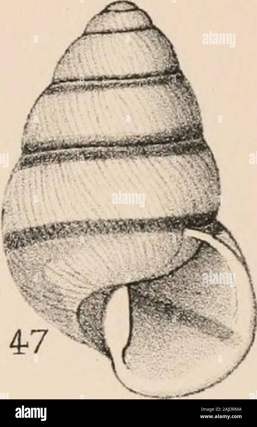 Manuel de conchyliologie, structurelles et systématiques : avec des illustrations de l'espèce . Banque D'Images