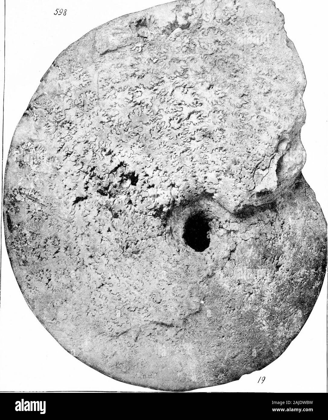 Rapport sur la paléontologie . NAUTILID/E DU MOYEN LIT MARNES sables verts. PLATE XL. Explication DE LA PLAQUE XL. Ammonites (Placentaceras) placenta, de Kay (p. 255). Fig. 1. Vue latérale d'un speciiaen important, qui montre l'ensemble des cloisons. Acad. Nat. Sci., Phila.378 U R GEOLO Si CI &Lt ; ;. AMMONITID/E DU LIT INFÉRIEUR MARNES sables verts. XLI LA PLAQUE. Explication DE LA PLAQUE XLI. Ammonites (Placentacbras) placenta, de Kay (p. 255). Fig. 1. Aperçu d'un septum, grandeur nature, à partir de près de la partie externe de l'échantillon figuré sur PI. Xg, refuge de l'autre côté.2. Vue d'un petit échantillon sur près de Freehold, Banque D'Images