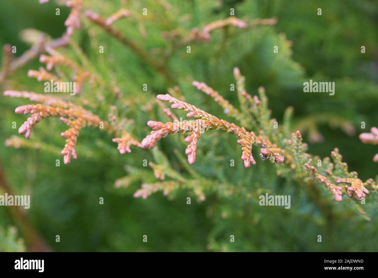 Thujopsis dolobrata 'nana' - close up. Banque D'Images