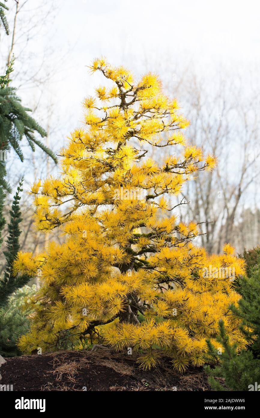 Pinus contorta var. latifolia 'Le chef Joseph'. Banque D'Images