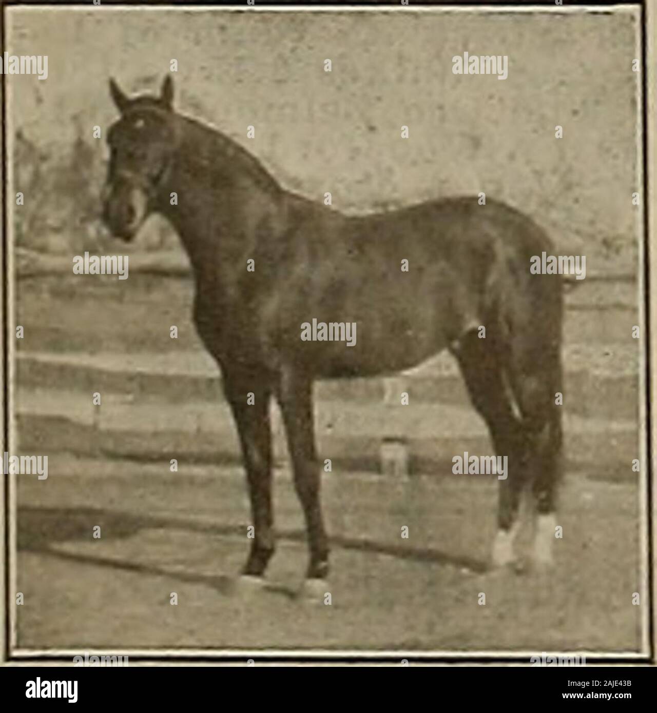 Source et sportsman . des tarifs raisonnables. Pour de plus amples renseignements et fulltabulated pedigree, adresse CHAS. L. DE RYDER, Pleasanton, Californie Choix d'une collection de chevaux de selle du Kentucky à la vente. Pointeur LOGAN 52167 L'un des meilleurs produites fils du pointeur kingStar stimulation 1:59 %. L'Effie barrage Logan (barrage de Sir Albert S. 2:03 %;Jim Logan 2:05  %, champion du monde 3-an-oldpacing colt 1909 : Dan Logan, mat. 2:15) par Durfee 11256 Shecam de Sire (2:12  % et 2 autres,et du Capitaine Hicks, sire Edwin S. 2:0S. etc.) ; 2ème dam Kipple(soeur de Creole 2:15, sire d'Javeiin 2:08  %, etc.) ; 3ème dam Grace(barrage de Daedalio Banque D'Images