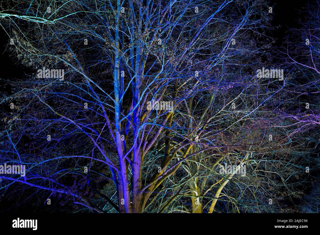 Arbres éclairés par des feux bleus et violets à un festival de Noël 2019 Banque D'Images