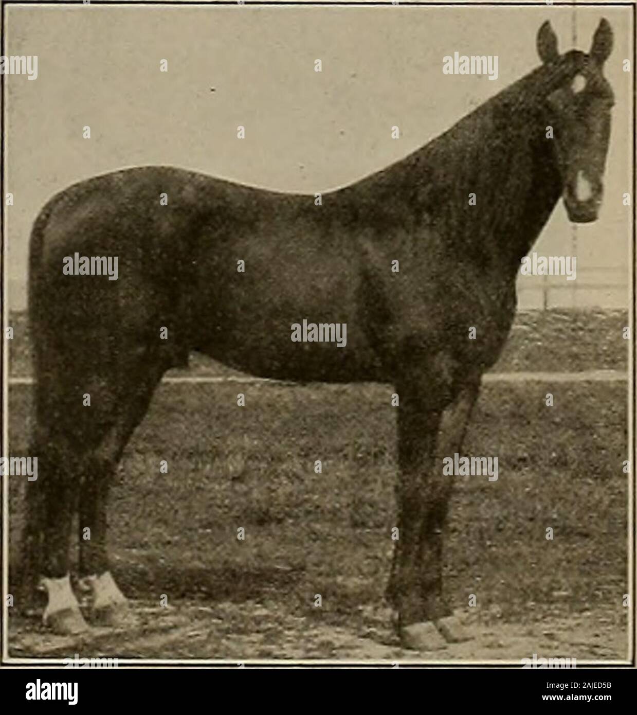 Source et sportif . 3 en 5. Sauf pour deux ans. Pour l'entrée des blancs et de plus amples renseignements, l'adresse, le Secrétaire NATIONAL MEMBRE TROTTING ASSOCIATION. P. HEALD, président. F. W. Kelley, Secrétaire, 366 Construction du Pacifique, San Francisco, Californie KING COUNTY FAIR ET RAGE RENCONTREZ DE 1912 -AT- LES PRÉS &Lt ; Mils Piste.) SEATTLE, sept. 9-14. Ces dix sacs pour fermer le mercredi, 15 mai. 2:13 CLASS, trot sac-$2500 2:08 CLASS, STIMULATION 2300 2:18 Classe, TROTTING lOOO 2:18 CLASS, stimulation lOOO 2:29 Classe, TROTTING lOOO 2:24 CLASS, STIMULATION •• lOOO TROIS-YBAR-ancienne classe, au trot ? Trois ans lOOO-OL Banque D'Images