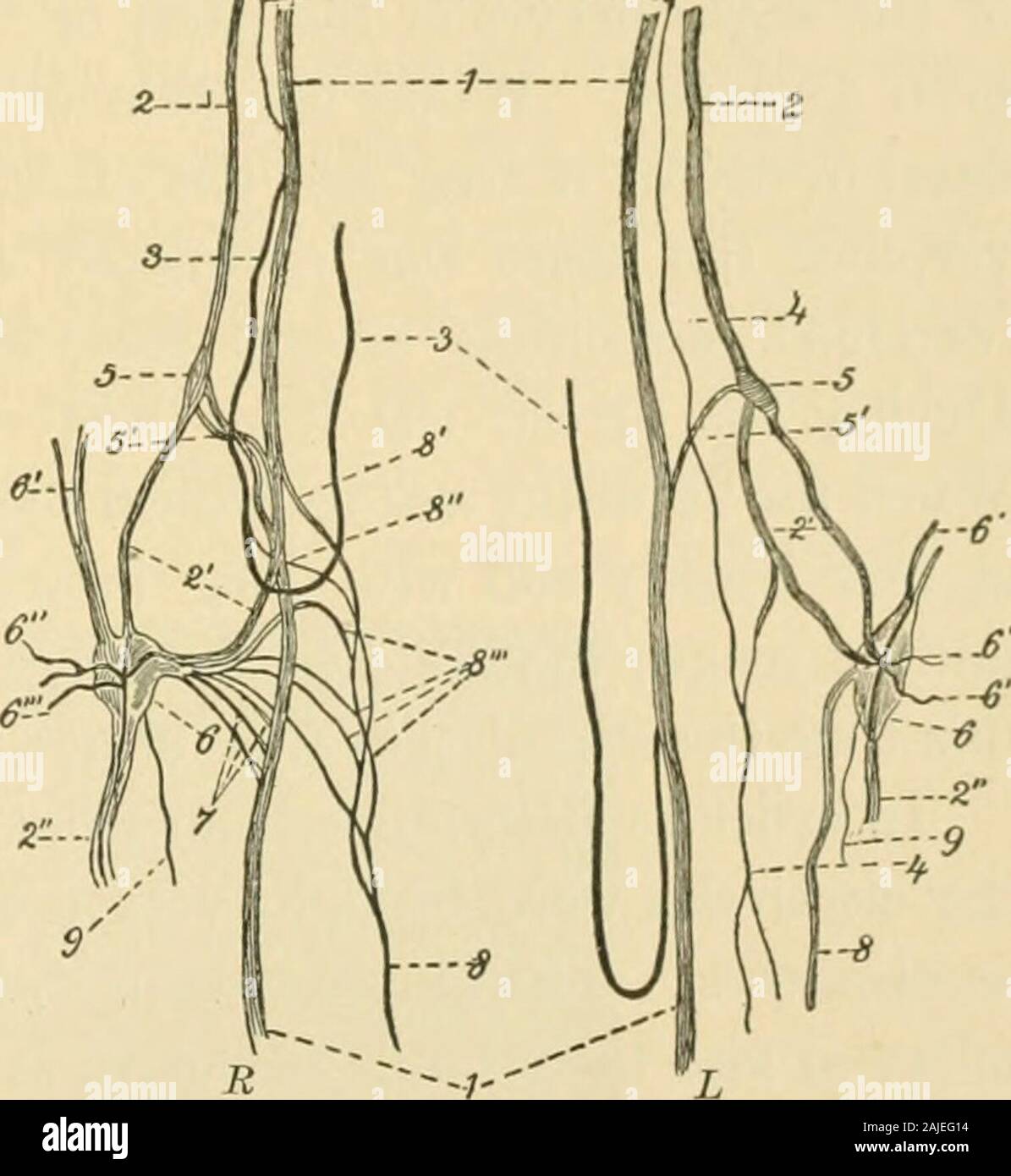 Un texte américain-livre de physiologie . unk du nerf vague près d'elle, et un sympathique ; 3, nerf laryngé récurrent ; 4, de- InwPr nerf de la basse de loon Pe^« ^^^^ entrant dans le nerf vague sur la droite, onlOWei JOWei nerf, irom tne luup ui ^^^ ^^^^ l'exécution d'un cours distinct pour le cœur ; l'anneau, ou du nerf vague 1-1^ 5, milieu (souvent appelé inférieur) gan- cervicale . , , J TT^^^^ ^L, U^^^ ; 5 glion, direction générale de la communication entre milieu centimètres plus bas. Chacune de ces S^^^.-^^ ^^^^uon et nerf vague ; 6- gan stellaire, de grosses branches peut être remplacé par un 6, 6 ; glion & racines spinales, de ste Banque D'Images