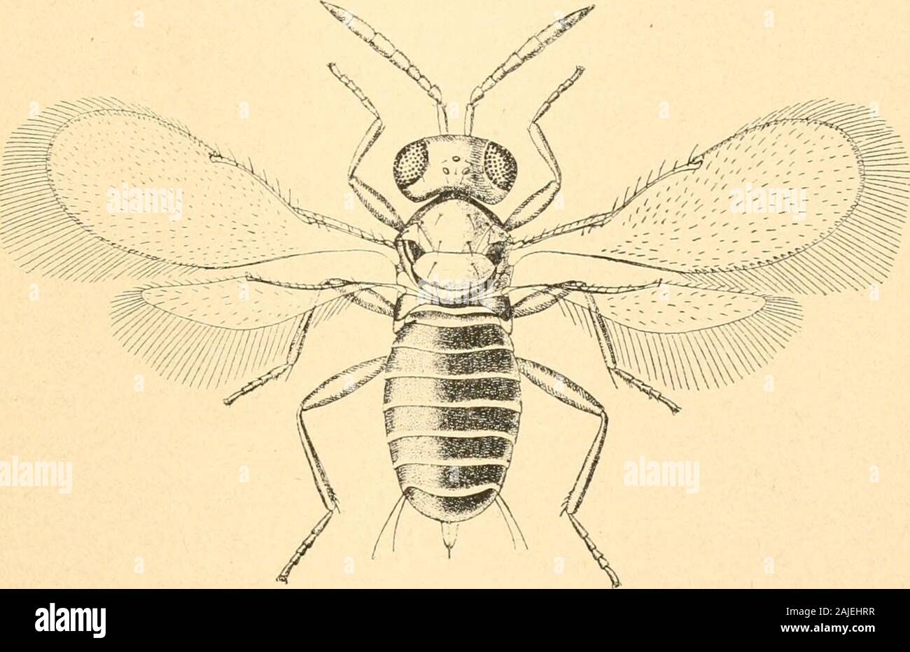 Rédie . y a reçu, fromWashington, D. 0. 5. Il y a aussi, sans doute l'un hyperparasitic byProfessor, élevés à la Florence de Berlese Biaspis fromWaskington pentagona reçu, D. C. canadensis Tetrastichus Ce Ashmead. Il maintenant ne reste plus qu'à décrire le nouveau Prospalta, remarkingupon le fait étrange que cette Américaine speciesshould ftrst ont probablement été élevés par le professeur Berlese à Florence. Sur LES PARASITES DE " Diaspis pentagona » Frospalta 391 berlesei n. sp. Des femmes. - Leugth, 0,73 mm.f étendue, 1,47 mm. ; plus widthof aile avant, 0,19 mm. La dose est de P. aurantii. Joint 1 o Banque D'Images