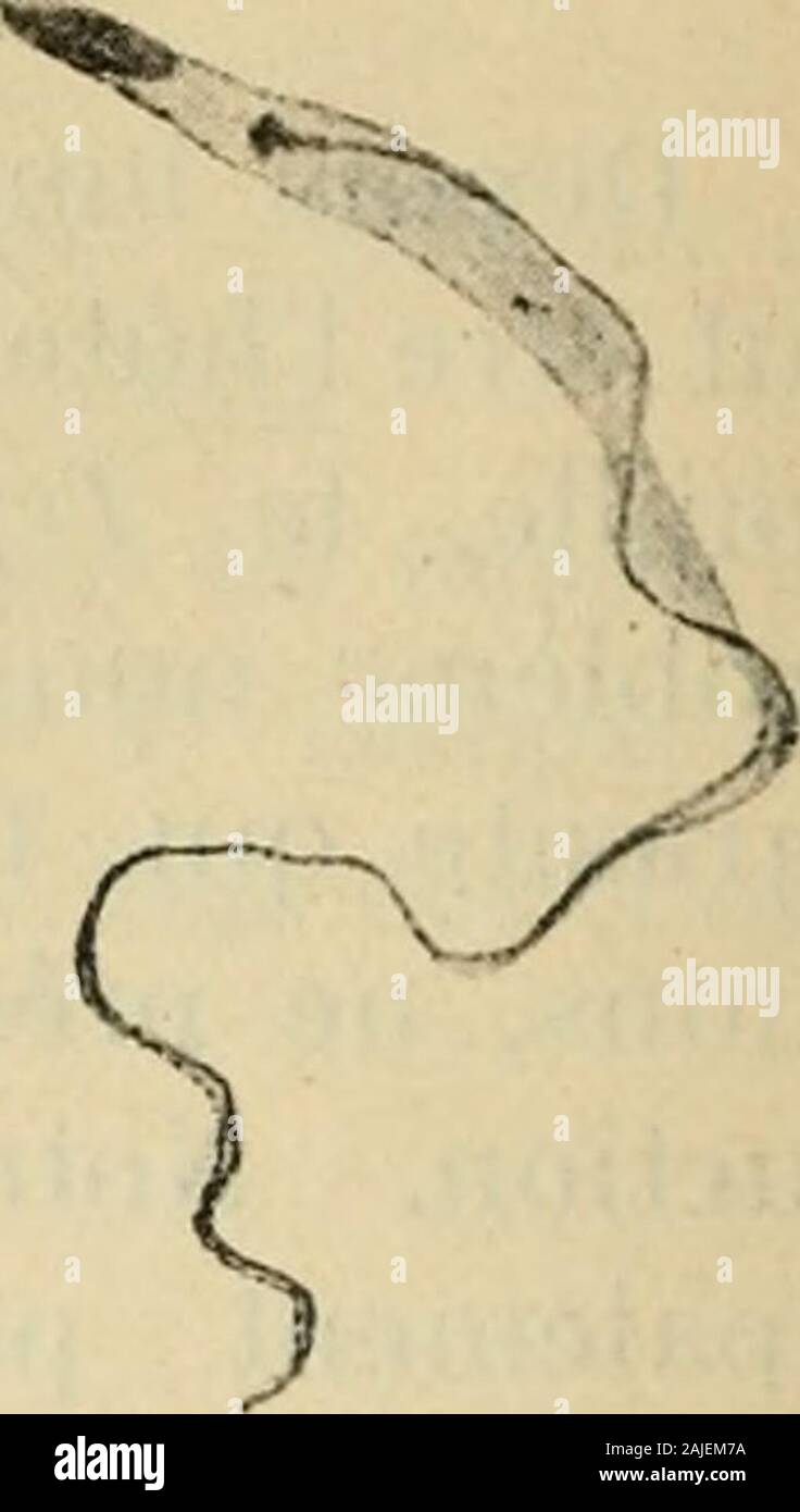 Boletim da Sociedade Portuguesa de Ciias Naturais . aits avant cette date, avaient été-lument absolues négatifs. v-^^, malgré ce résultat positif de ^ Grenouillescontinuèrent ; linoculation, les parasite endoglobulaire à ne présenteraucun.Nous navons pas trouvé, dansle sang, des formes de transi-tion entre les Herpétomones etles Trypanosomes. Ces observations prouvent : 1 duTrgpanoaoiua costatiiw que lhôte invertébré et du T.rotatoriuiH est une sangsue (). ^ _2 Que le cycle évolutif de ces Trypanosomes est relati-deuil simple ; une phase trypanosomique, celle du sang de la grenouille ; une phase heip Banque D'Images