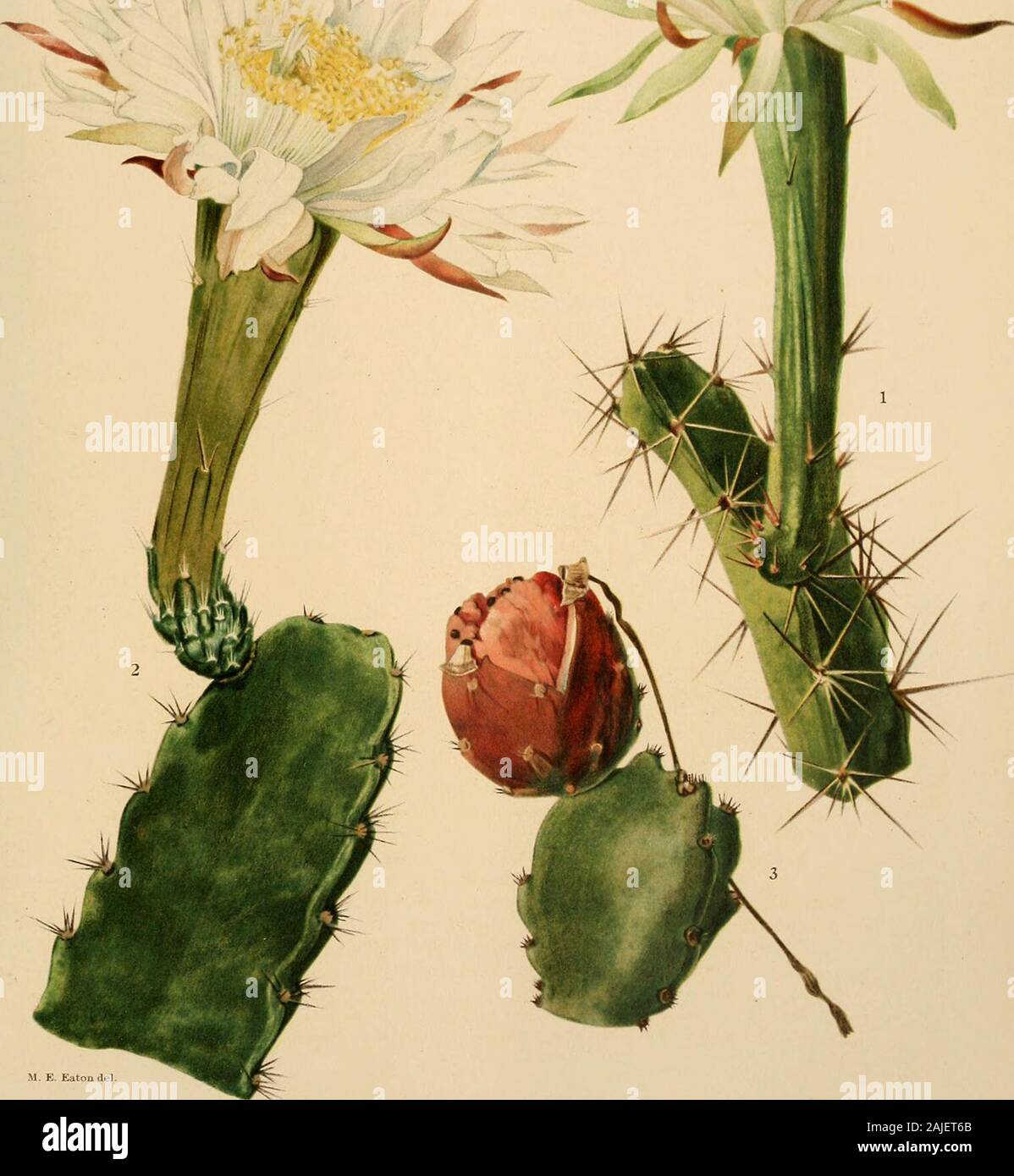 Les Cactaceae : descriptions et illustrations de plantes de la famille des cactus . ig. 184.-Acanthocere f Charles Deering à Buena Vista. En Floride, en mai 1918. Cereus undulatus Pfeiffer (Enum. Cact. 107. 1837), basé sur un spécimen dans le DresdenGarden, est habituellement appelé Cereus acutangulus, mais n'a pas été décrite par Pfeiffer à theplace ici cités. Un spécimen dans le jardin de Berlin a été également appelé Cereus undulatus par D. Dietrich (Syn.PI 3 : 104. 1843) et décrits, mais devraient être renvoyés ailleurs. Il est de très differentrelationship, étant très mince, vert terne, 10 côtes fines. Les fleurs sont larg Banque D'Images