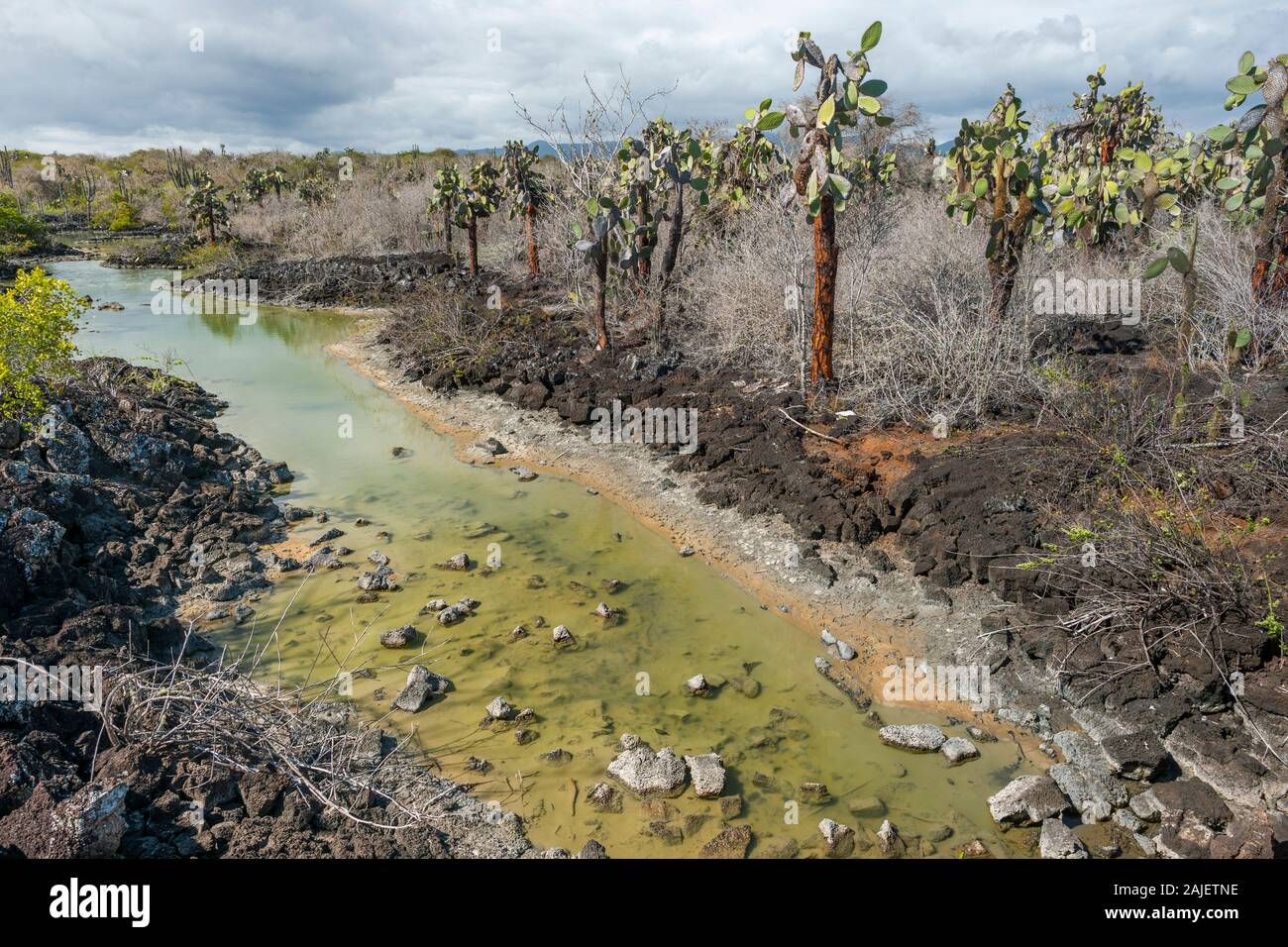 Le figuier de Barbarie (Opuntia) arbres cactus sur l'île Santa Cruz, Galapagos, Equateur. Banque D'Images